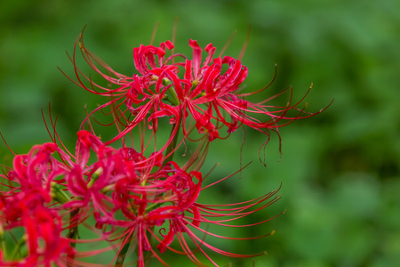 Red spider lilyの写真素材
