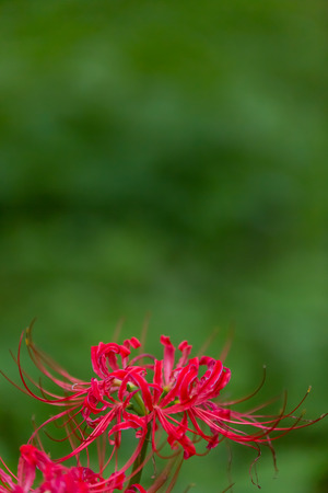 Red spider lilyの写真素材