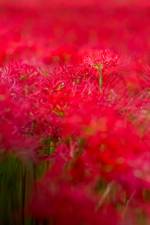Red spider lilyの写真素材
