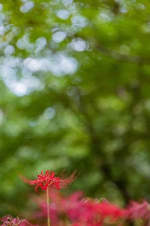 Red spider lilyの写真素材