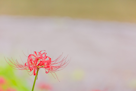 Red spider lilyの写真素材