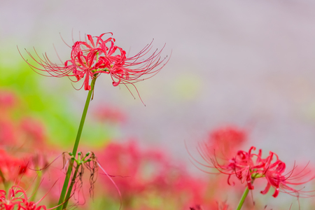 Red spider lilyの写真素材