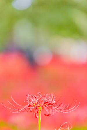 Red spider lilyの写真素材