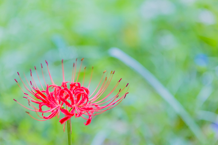 Red spider lilyの写真素材