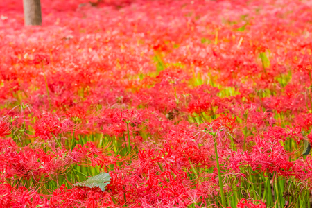 Red spider lilyの写真素材