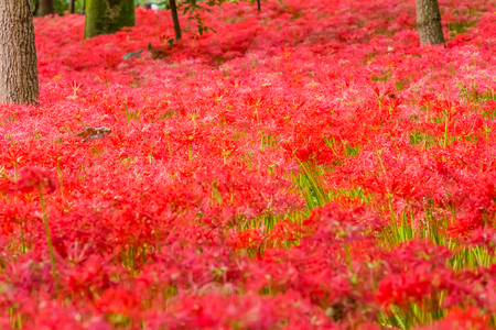 Red spider lilyの写真素材