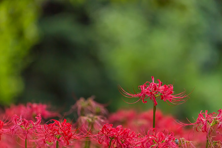 Red spider lilyの写真素材