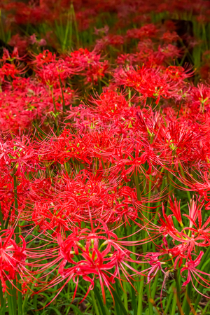 Red spider lilyの写真素材