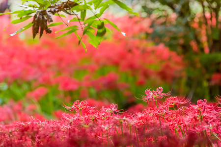 Red spider lilyの写真素材