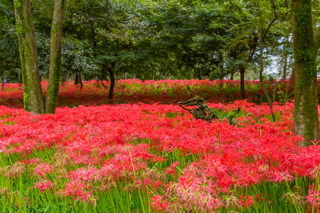 Red spider lilyの写真素材