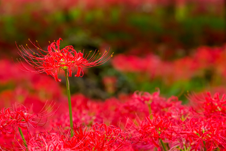 Red spider lilyの写真素材