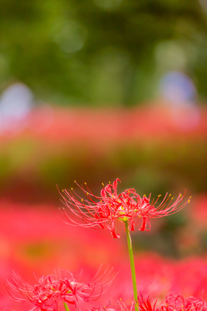 Red spider lilyの写真素材