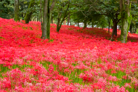Red spider lilyの写真素材