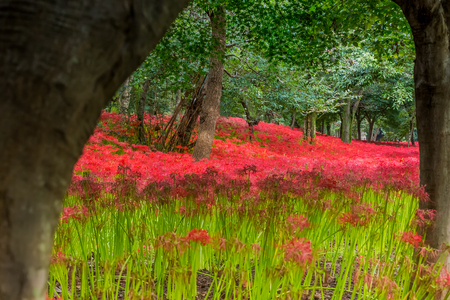 Red spider lilyの写真素材