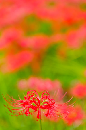 Red spider lilyの写真素材