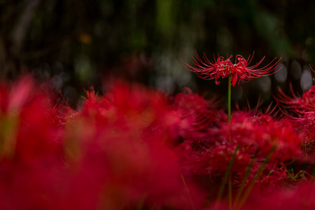 Red spider lilyの写真素材