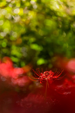 Red spider lilyの写真素材