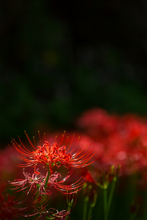 Red spider lilyの写真素材