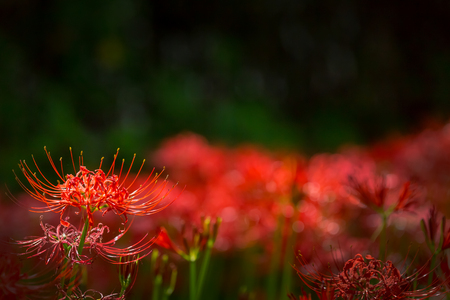 Red spider lilyの写真素材