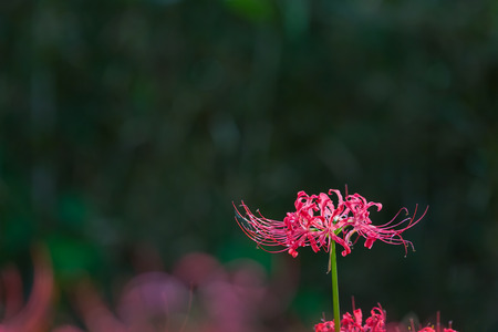 Red spider lilyの写真素材
