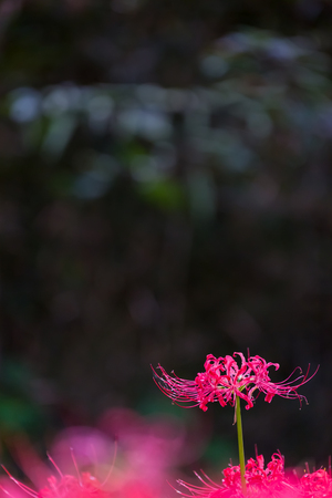 Red spider lilyの写真素材