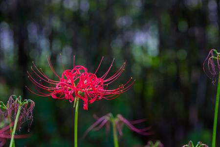 Red spider lilyの写真素材