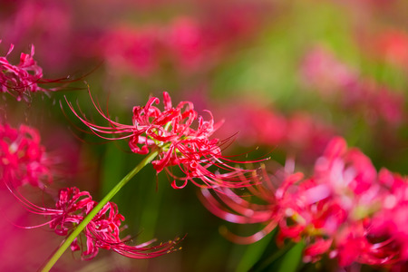 Red spider lilyの写真素材