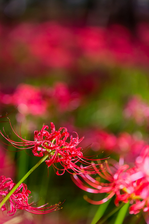Red spider lilyの写真素材