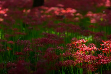 Red spider lilyの写真素材