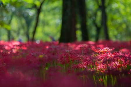 Red spider lilyの写真素材