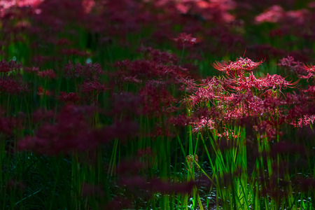 Red spider lilyの写真素材