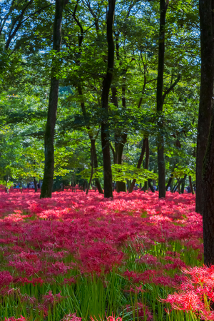 Red spider lilyの写真素材