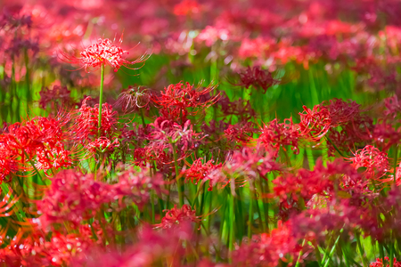 Red spider lilyの写真素材