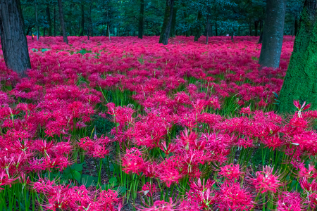 Red spider lilyの写真素材