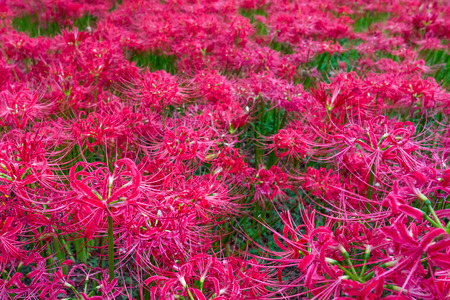 Red spider lilyの写真素材
