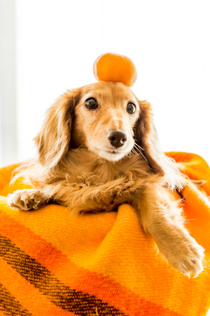 Dachshund with orange above her headの写真素材