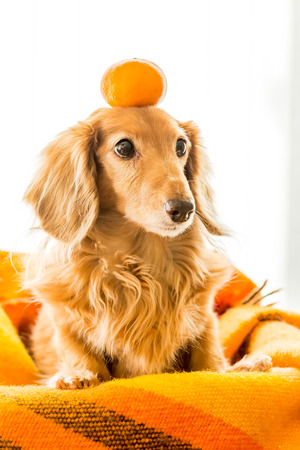 Dachshund with orange above her headの写真素材