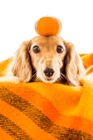 Dachshund with orange above her headの写真素材