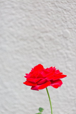 RosÃ© closeup photoの写真素材