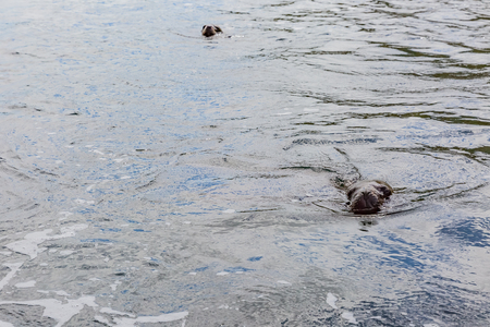 South American Sea Lionの写真素材