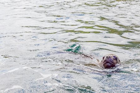 South American Sea Lionの写真素材