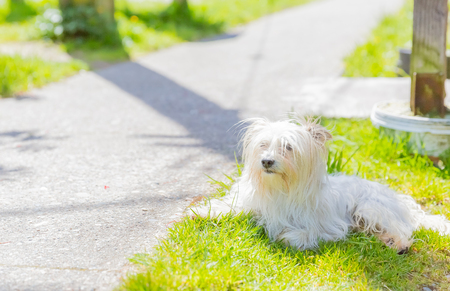 West Highland White Terrierの写真素材