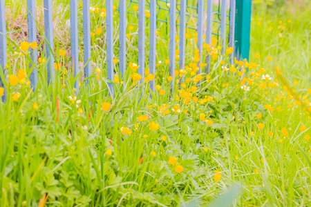 Buttercup, yellow flowerの写真素材