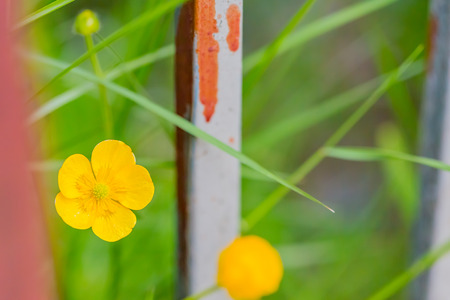 Buttercup, yellow flowerの写真素材