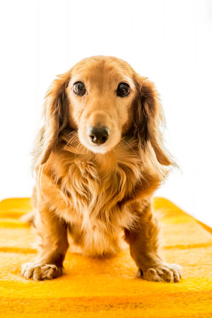 Dachshund on white backgroundの写真素材