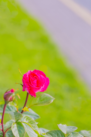 RosÃ©の写真素材