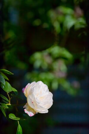 RosÃ©の写真素材