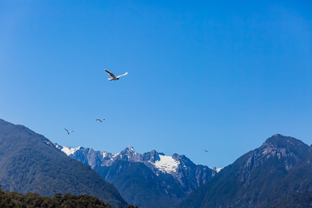 Flying seagull in skyの写真素材