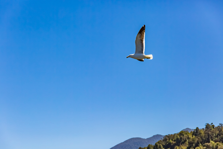Flying seagull in skyの写真素材