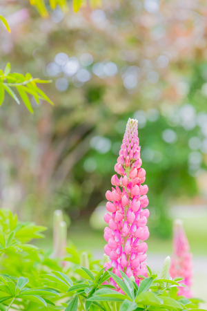 Lupin flower fieldの写真素材
